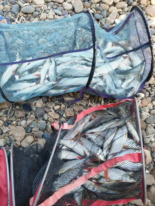嘉陵江釣魚(yú)一不小心就爆護(hù)資源真的好！