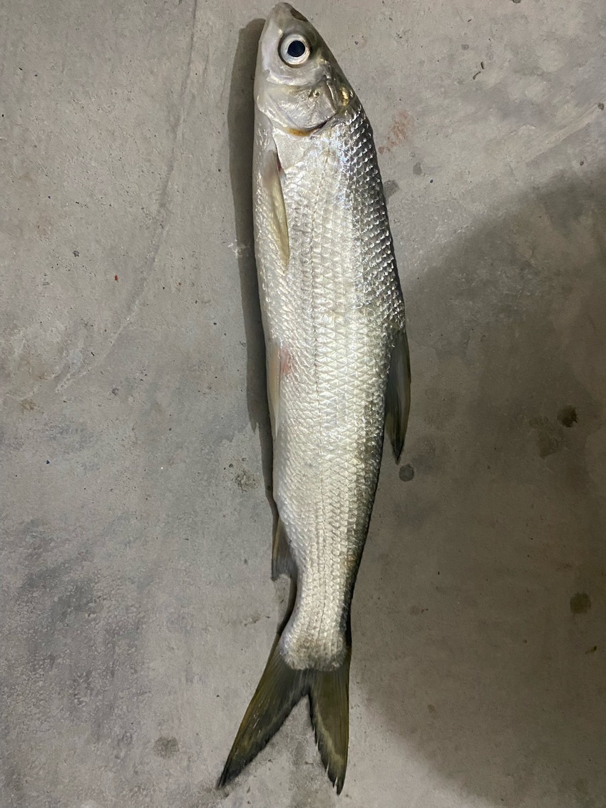嘉陵江釣魚(yú)一不小心就爆護(hù)資源真的好！