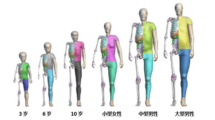 豐田汽車公司將無償公開虛擬人體模型“THUMS” ——通過普及運用車輛碰撞傷害解析，為提升汽車安全性能做貢獻——
